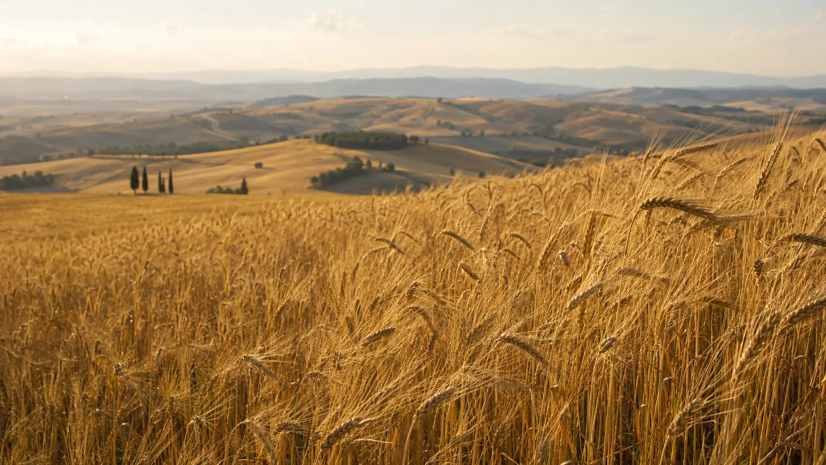 Campo di grano dorato nella campagna toscana